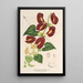 Reprodukcja obrazu Aristolochia floribunda - Charles Antoine Lemaire