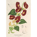 Reprodukcja obrazu Aristolochia floribunda - Charles Antoine Lemaire