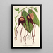 Reprodukcja obrazu Aristolochia tricaudata - Charles Antoine Lemaire