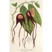 Reprodukcja obrazu Aristolochia tricaudata - Charles Antoine Lemaire