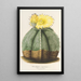 Reprodukcja obrazu Astrophytum myriostigma - Charles Antoine Lemaire