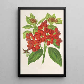 Charles Antoine Lemaire - Aucuba japonica Thunb en fruits.webp