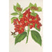 Reprodukcja obrazu Aucuba japonica Thunb w owocach - Charles Antoine Lemaire