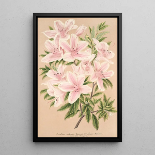 Charles Antoine Lemaire - Azalea indica Grande Duchesse Helene.webp