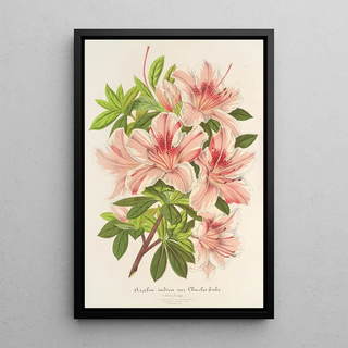 Charles Antoine Lemaire - Azalea indica hybrida Charles Enke.webp