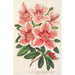Reprodukcja obrazu Azalea indica hybrida Dieudonné Spae - Charles Antoine Lemaire