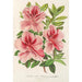 Reprodukcja obrazu Azalea indica hybrida Madame Verschaffelt - Charles Antoine Lemaire