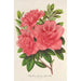 Azalea indica hybrida William Bull - Charles Antoine Lemaire — widok dzieła