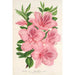 Azalea indica hybrida gigantiflora - Charles Antoine Lemaire — widok dzieła