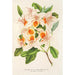 Azalea magnifica - Charles Antoine Lemaire — widok dzieła