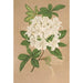 Reprodukcja obrazu Azalea sinensis var Albiflora - Charles Antoine Lemaire