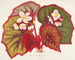 Begonia léopoldi - Charles Antoine Lemaire — widok dzieła