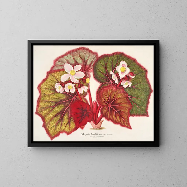 Begonia léopoldi - Charles Antoine Lemaire — oprawiony obraz na ścianie