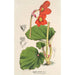 Begonia Veitchii - Charles Antoine Lemaire — widok dzieła