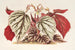 Begonia eximia - Charles Antoine Lemaire — widok dzieła