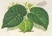 Begonia imperialis var. smaragdina - Charles Antoine Lemaire — widok dzieła