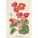 Begonia rosiflora - Charles Antoine Lemaire — widok dzieła