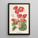 Begonia rosiflora - Charles Antoine Lemaire — oprawiony obraz na ścianie