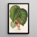 Reprodukcja obrazu Begonia dadalea - Charles Antoine Lemaire