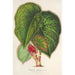 Reprodukcja obrazu Begonia dadalea - Charles Antoine Lemaire