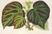 Begonia Impérialis Type - Charles Antoine Lemaire — widok dzieła