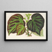 Begonia Impérialis Type - Charles Antoine Lemaire — oprawiony obraz na ścianie
