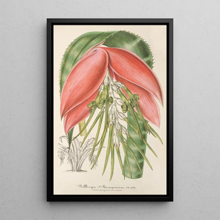 Charles Antoine Lemaire - Billbergia Baraquiniana.webp