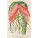 Reprodukcja obrazu Billbergia Baraquiniana - Charles Antoine Lemaire