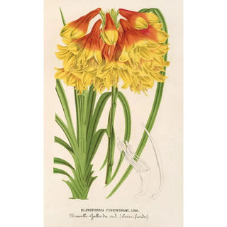 Charles Antoine Lemaire - Blandfordia Cunninghamii.webp