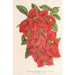 Bougainvillea spectabilis - Charles Antoine Lemaire — widok dzieła