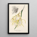 Reprodukcja obrazu Brassavola fragrans - Charles Antoine Lemaire