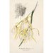 Reprodukcja obrazu Brassavola fragrans - Charles Antoine Lemaire