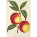 Reprodukcja obrazu Brugnon Victoria - Charles Antoine Lemaire