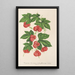 Reprodukcja obrazu Bryonopsis laciniata var erythrocarpa - Charles Antoine Lemaire
