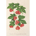 Reprodukcja obrazu Bryonopsis laciniata var erythrocarpa - Charles Antoine Lemaire