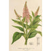 Buddleia curviflora - Charles Antoine Lemaire — widok dzieła