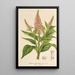 Buddleia curviflora - Charles Antoine Lemaire — oprawiony obraz na ścianie
