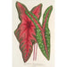 Caladium Baraquinii Troubetzkoy - Charles Antoine Lemaire — widok dzieła