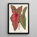 Caladium Baraquinii Troubetzkoy - Charles Antoine Lemaire — oprawiony obraz na ścianie