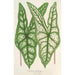 Caladium Belleymei - Charles Antoine Lemaire — widok dzieła