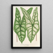 Caladium Belleymei - Charles Antoine Lemaire — oprawiony obraz na ścianie