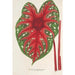 Reprodukcja obrazu Caladium Duc Adolphe de Nassau - Charles Antoine Lemaire