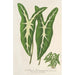 Caladium Lemaireanum - Charles Antoine Lemaire — widok dzieła