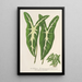 Caladium Lemaireanum - Charles Antoine Lemaire — oprawiony obraz na ścianie