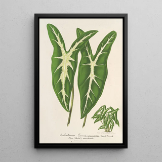 Charles Antoine Lemaire - Caladium Lemaireanum.webp