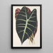 Reprodukcja obrazu Caladium Lowii - Charles Antoine Lemaire