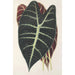 Reprodukcja obrazu Caladium Lowii - Charles Antoine Lemaire