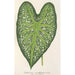 Caladium mirabile - Charles Antoine Lemaire — widok dzieła