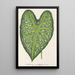 Caladium mirabile - Charles Antoine Lemaire — oprawiony obraz na ścianie