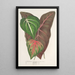 Reprodukcja obrazu Caladium varits - Charles Antoine Lemaire